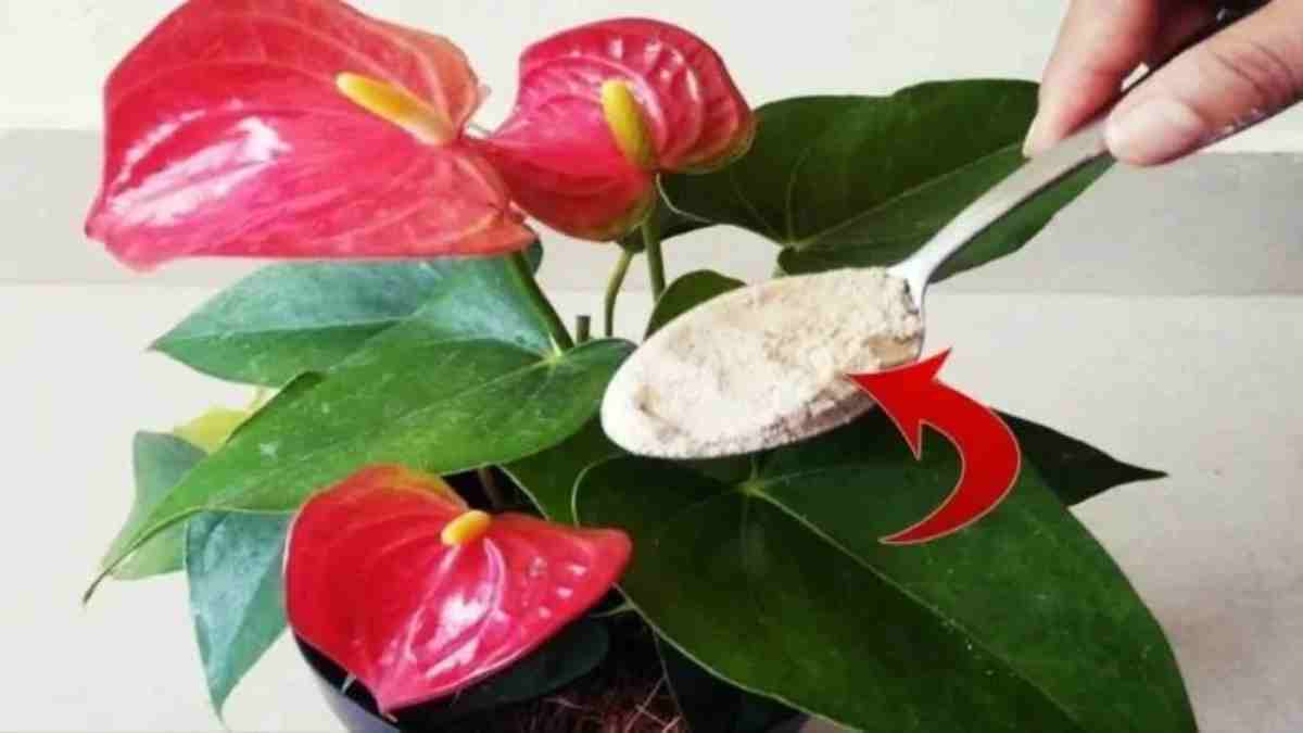 4 domácí triky, jak roztížit své rostliny po celý rok a zabránit jejich hnití!