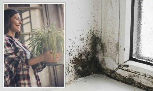 6 pokojových rostlin, které odstraňují černou plíseň z koupelny a stěn