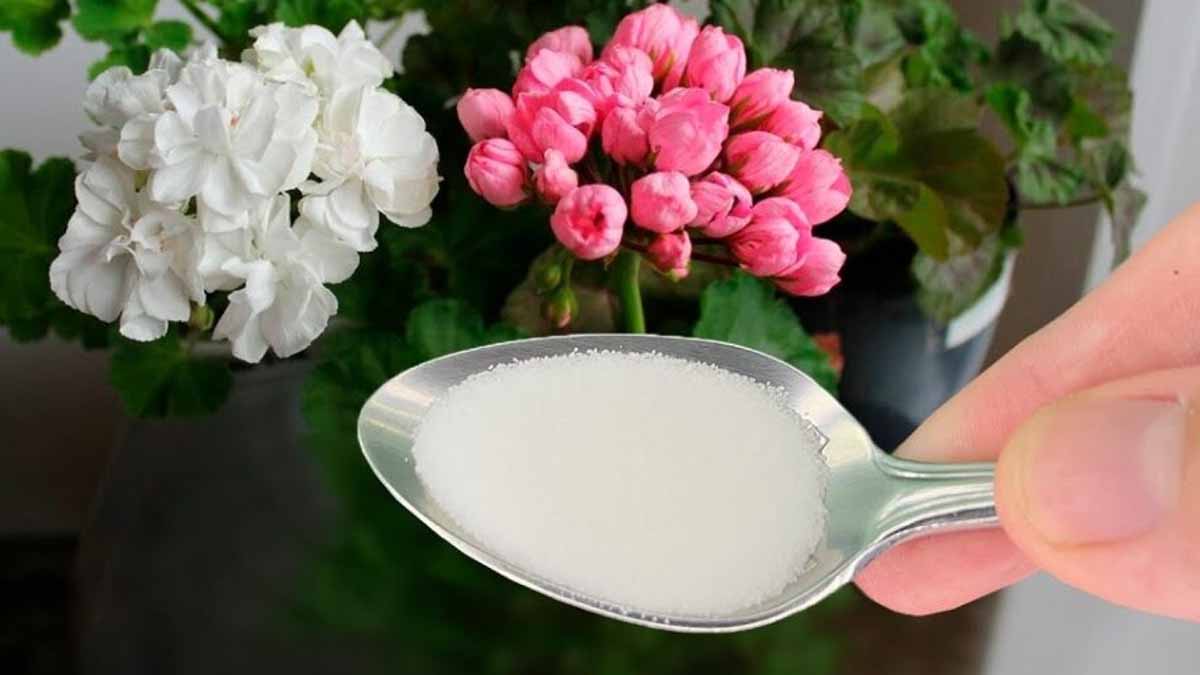 Bohaté květy budou zaručeny, pokud přidáte pouze jednu lžíci tohoto ingredience