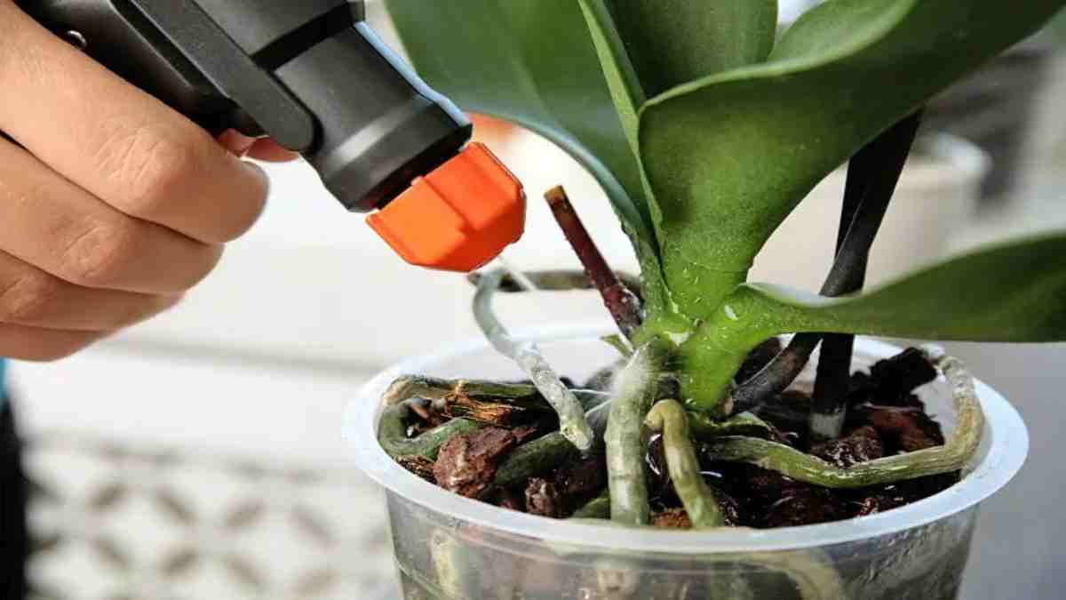 Hnojivo pro orchideje s kvasinkou: Tady je recept na domácí přírodní hnojivo pro orchideje, které skvěle funguje.
