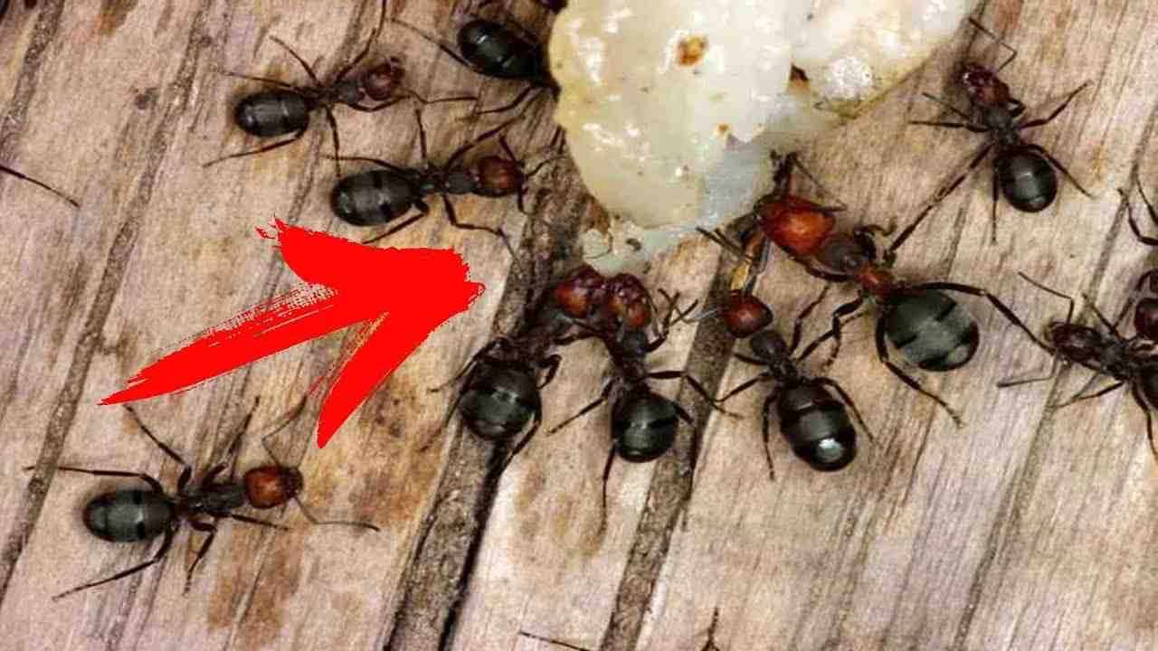 Jak okamžitě a trvale se zbavit mravenců na dvoře nebo v zahradě?