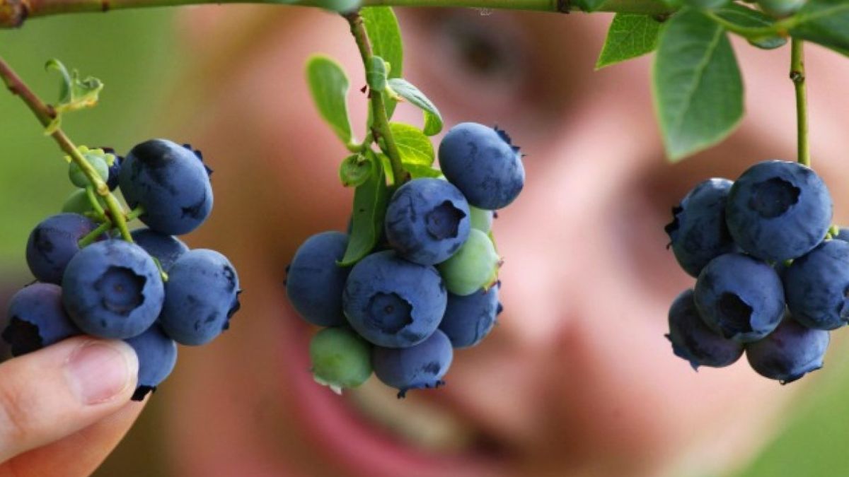 Jak pěstovat a pěstovat borůvky: snadné zahradnické rady