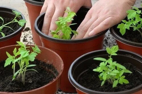 Jak pěstovat neomezené množství rajčat pouze pomocí 4 plátků a trochy země