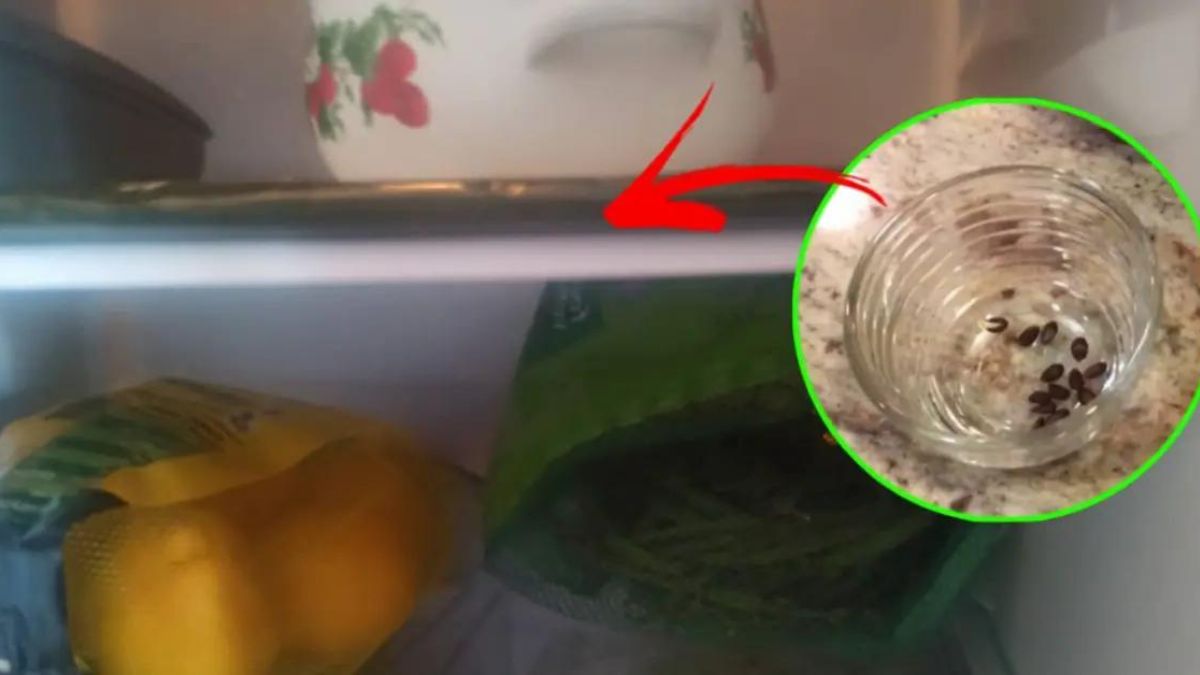 Jak pěstovat sazenice z jabloní při ukládání jablíčkových semen do ledničky?