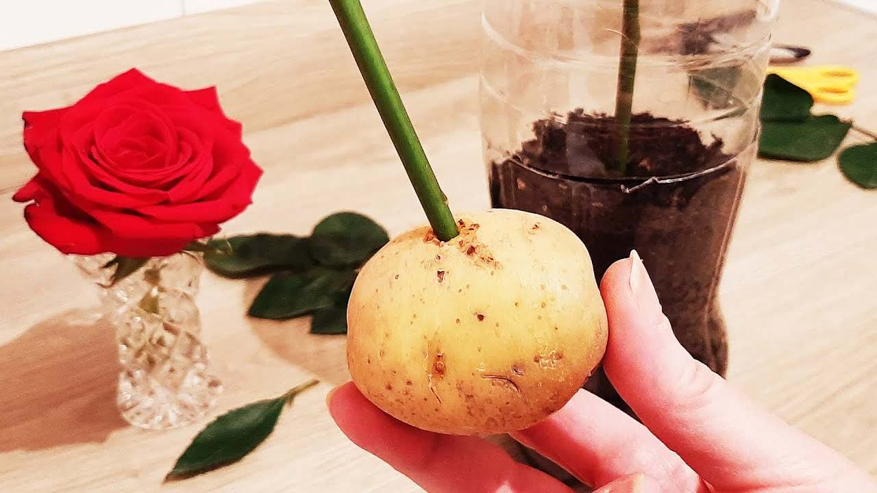 Jak se rozmnožit růže s jednou bramborou: Pouze tehdy se budou množit donekonečna.