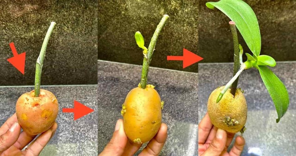 Jak šířit orchideje ze zbytků květů: množení do nekonečna