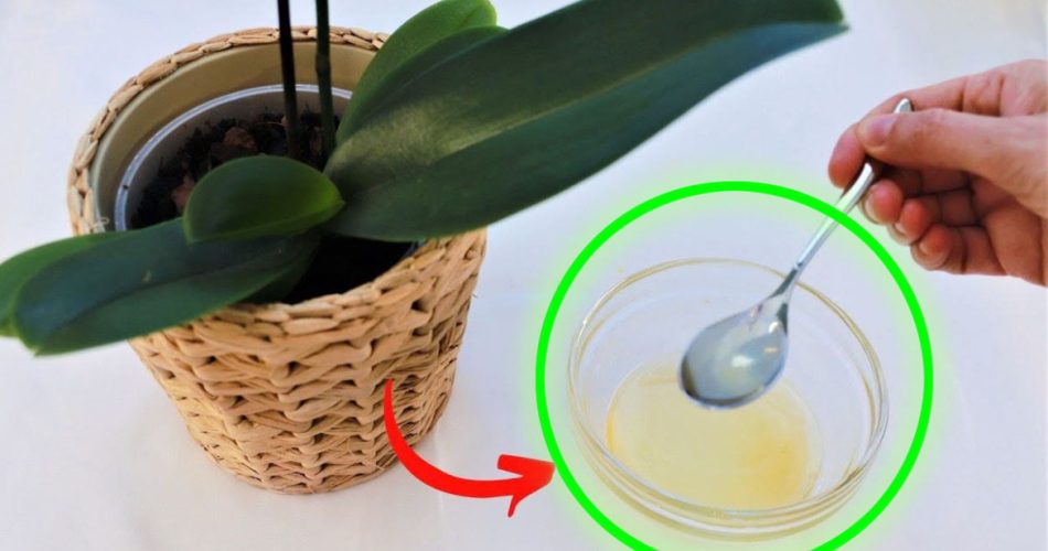 Mrtvá orchideje, přidejte špetku tohoto ingredience pro její oživení během několika dnů!