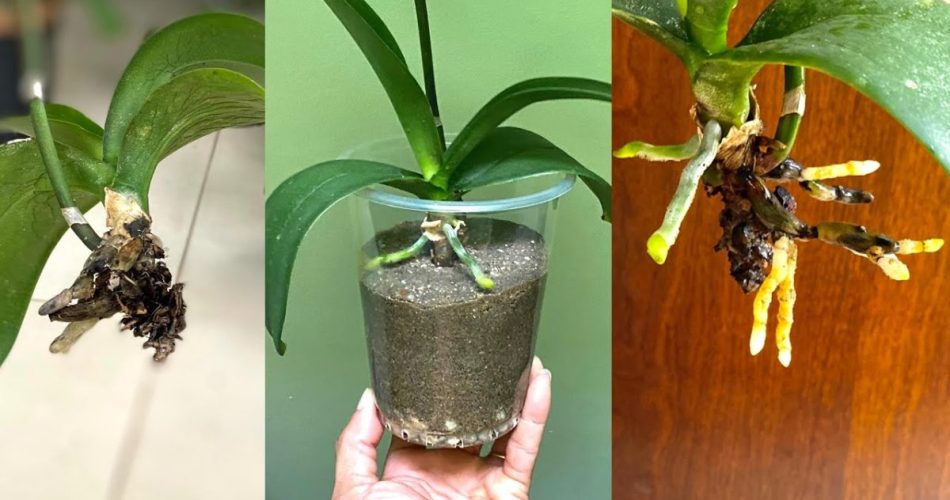 Orchidéa bez kořenů? Rychle se obnoví, stačí takto postupovat.