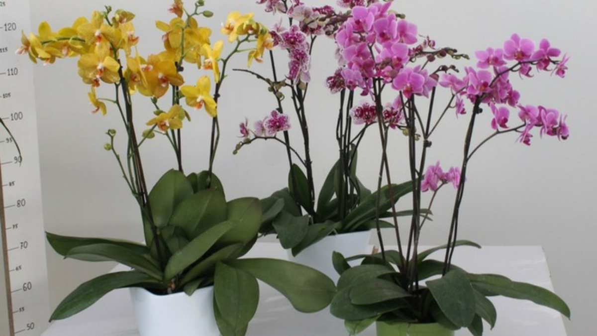 Orchideje: 10 jednoduchých a efektivních rad, jak je znovu rozkvetnout