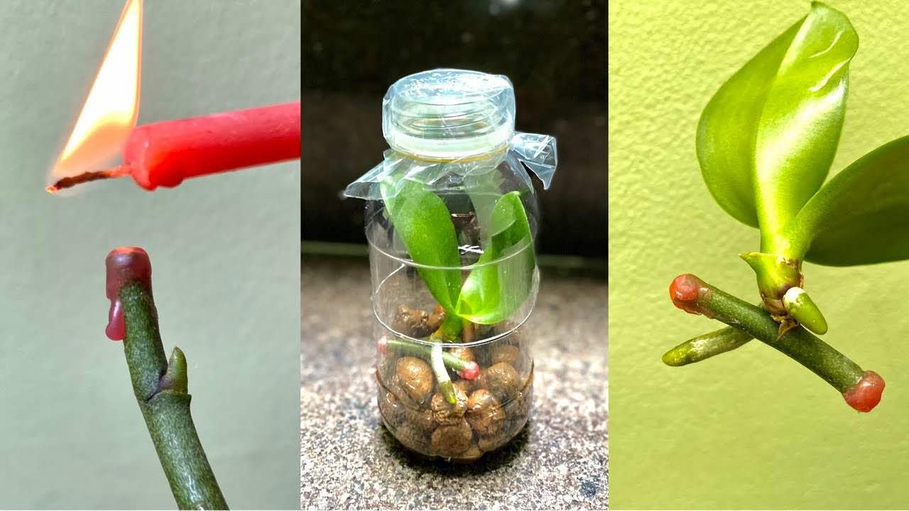 Orchideje, jak se množit pomocí květních větévek pro okamžité plození rostlin