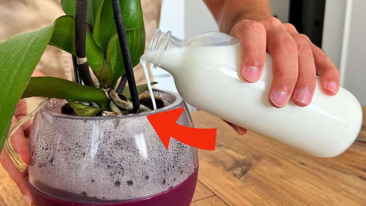 Orchideje, když je zaléváte tímto přísadou, kvetou 10krát více.