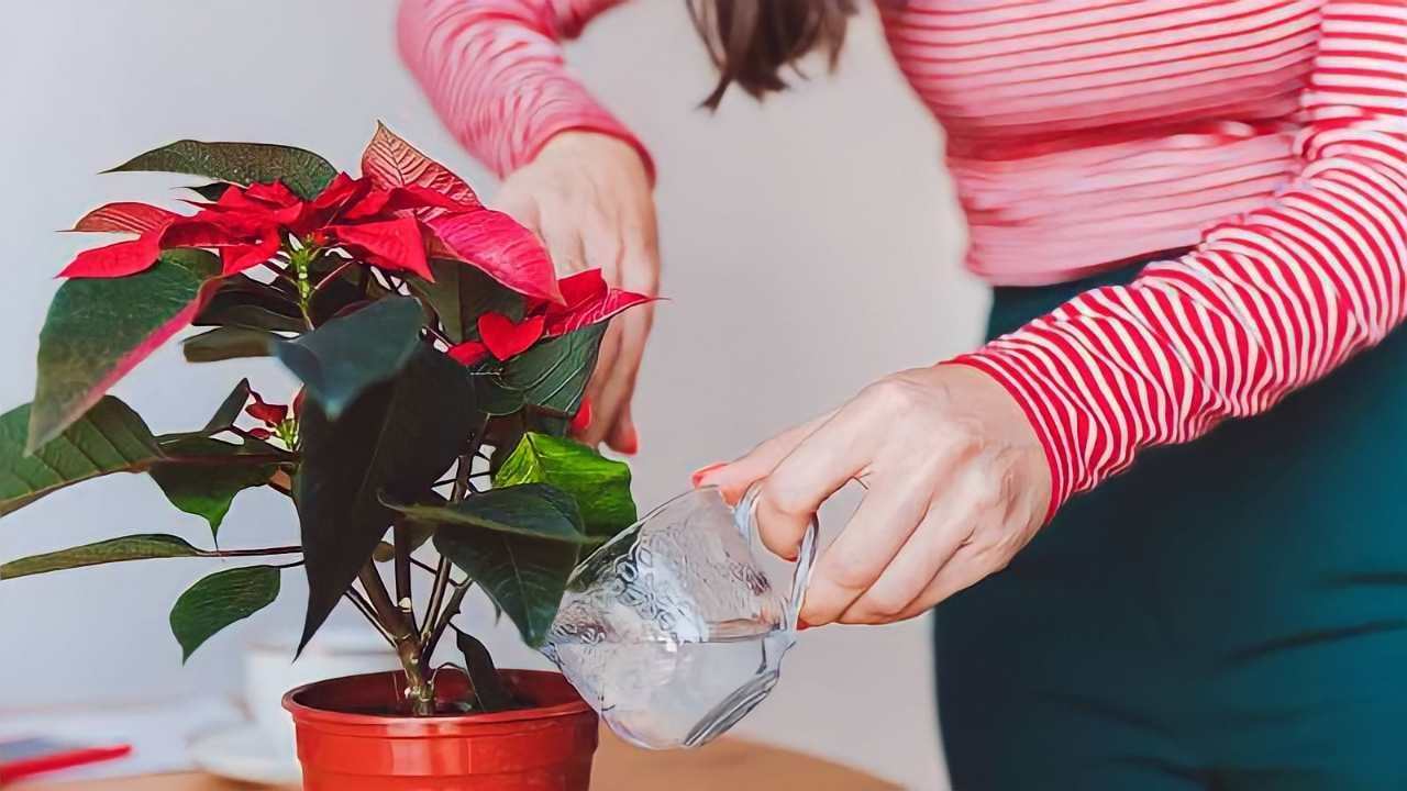 Pointsettie, za tuto dobu jej zalévejte, chcete-li, aby celý rok kvetl.
