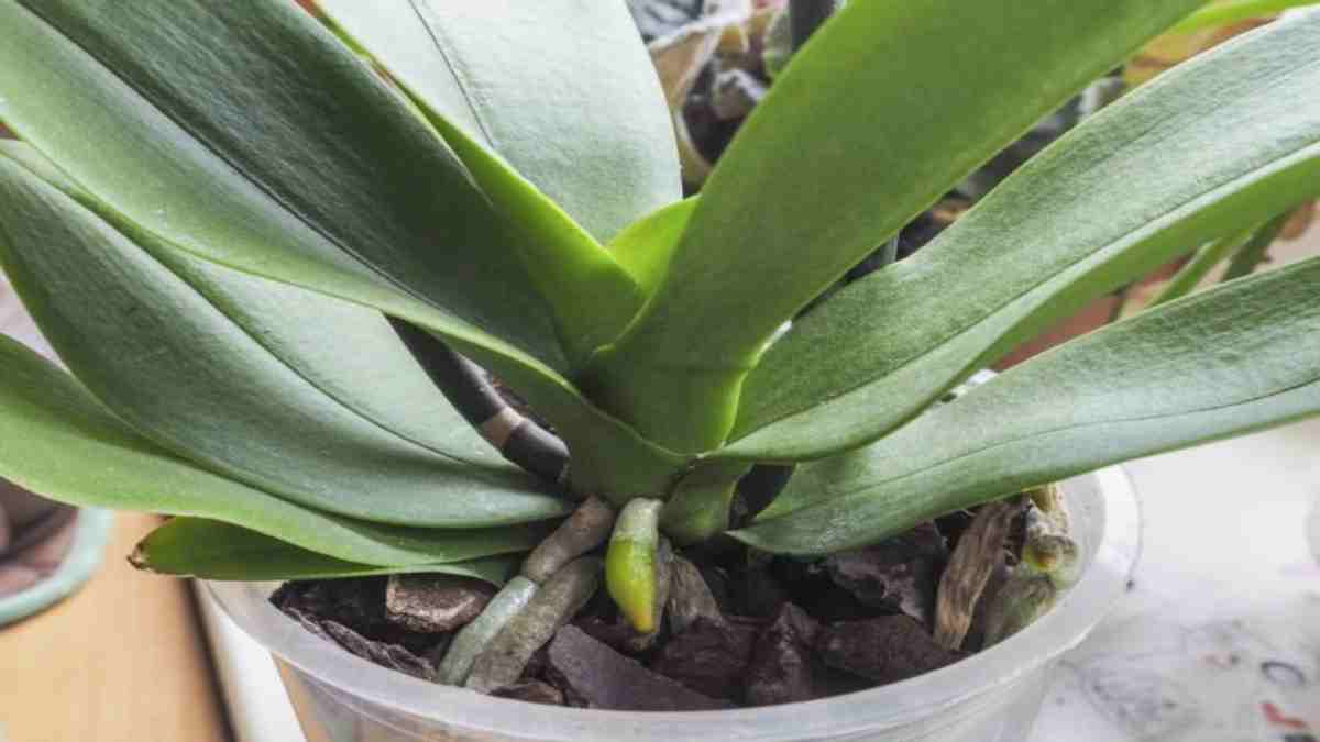 Pokud chcete vychutnat krásné orchideje, rozmazlujte je mlékem!