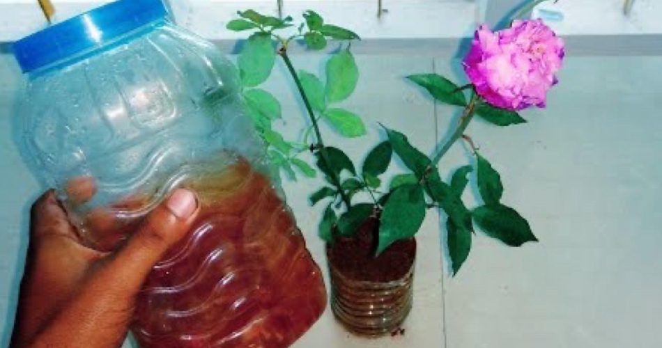 S jednou šálkou tohoto ingredience za měsíc získáte 365 dní bujných rostlin.