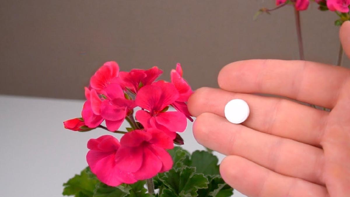 Tajná technika zahradníků pro zvýšení kvetení pelargonií