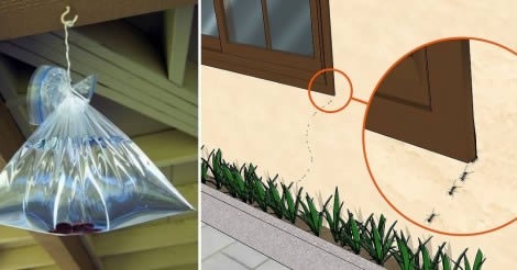 Účinný přírodní lék, který na vždy odplaví komáry, šváby a mravence