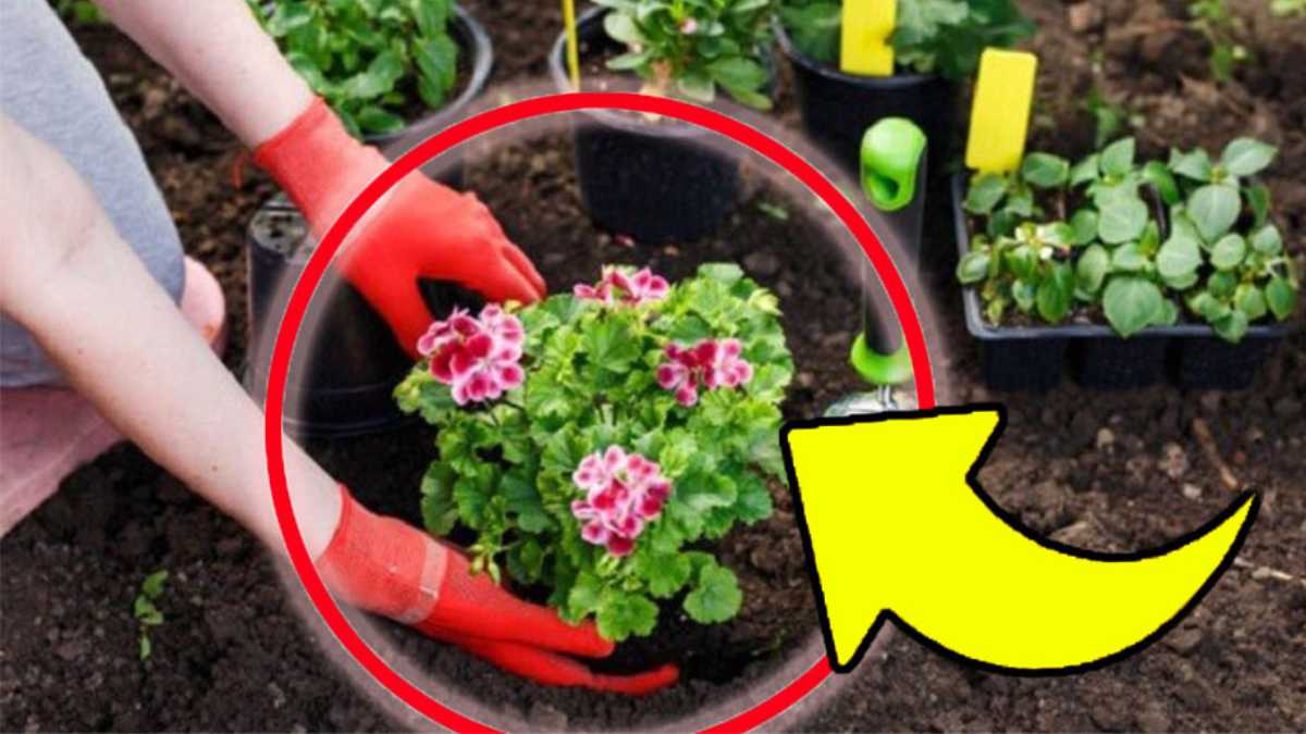 Zahrada a zelinářství: objevte nejlepší hnojivo! Díky němu budete mít vždy silné a zdravé rostliny!