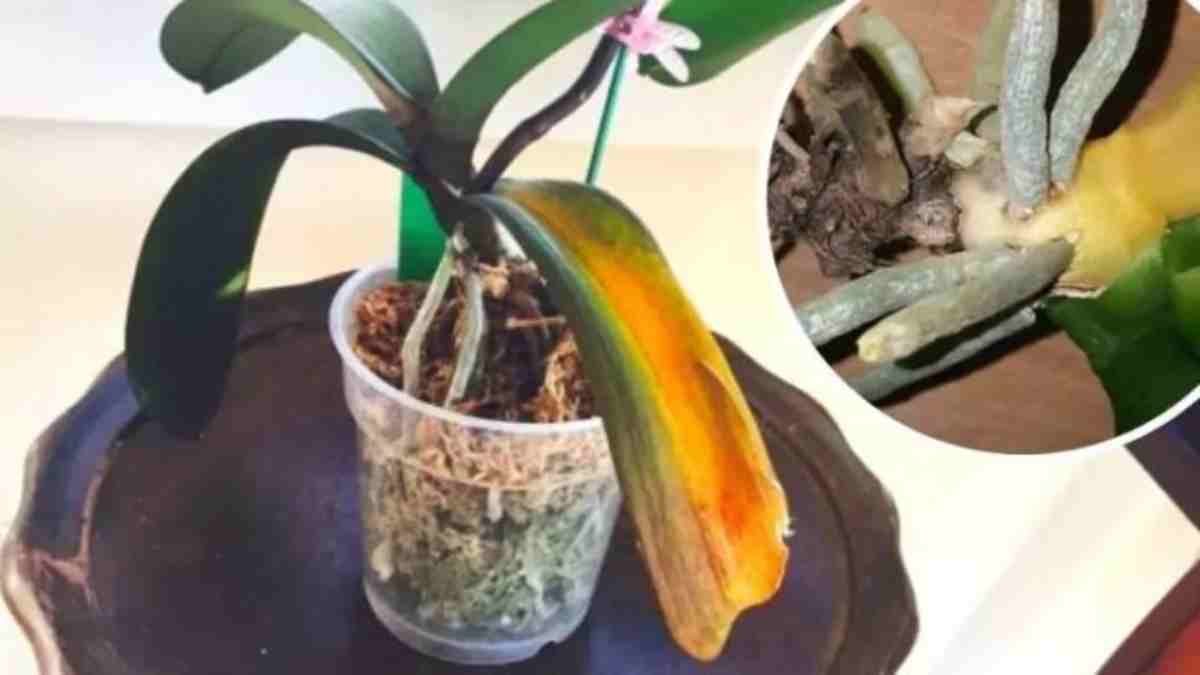 Zahradník mi odhalil způsob, jak zachránit orchidej ohroženou vyhynutím.