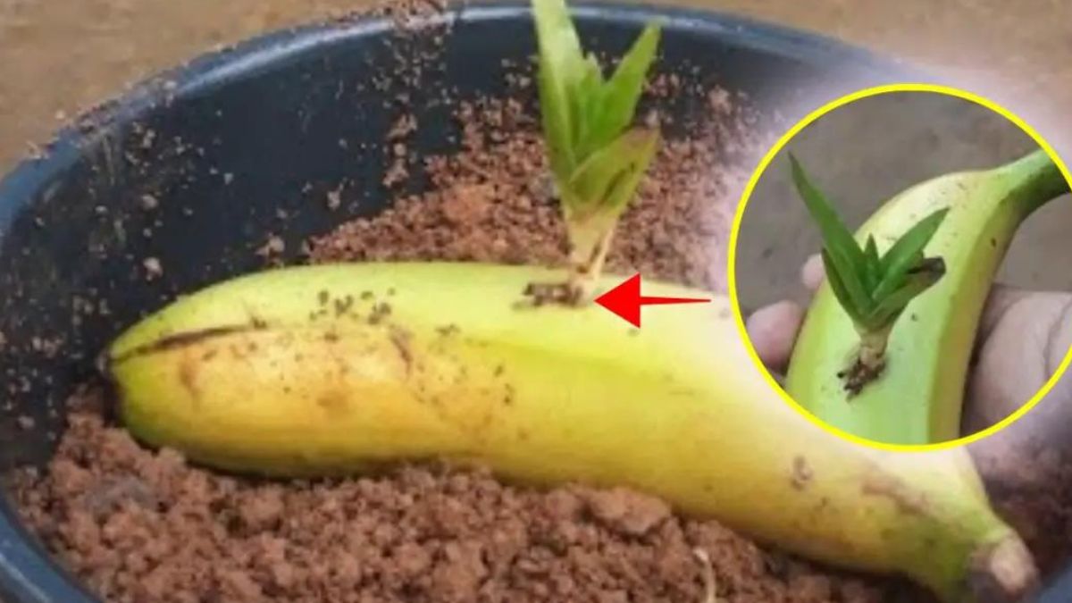 Zde se dozvíte, proč byste měli přidat aloe vera do banánu.