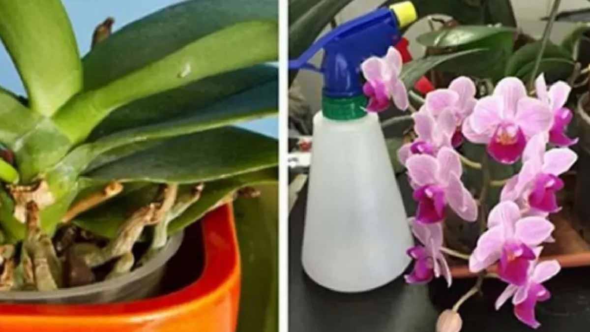 Zdravější a živější orchideje než kdy předtím: tři tipy, které určitě potřebujete znát
