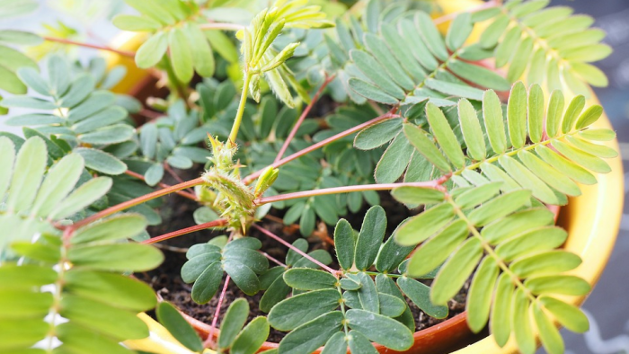 Healing power of Mimosa Pudica: 10 benefits – Léčivá síla Mimosa Pudica: 10 výhod