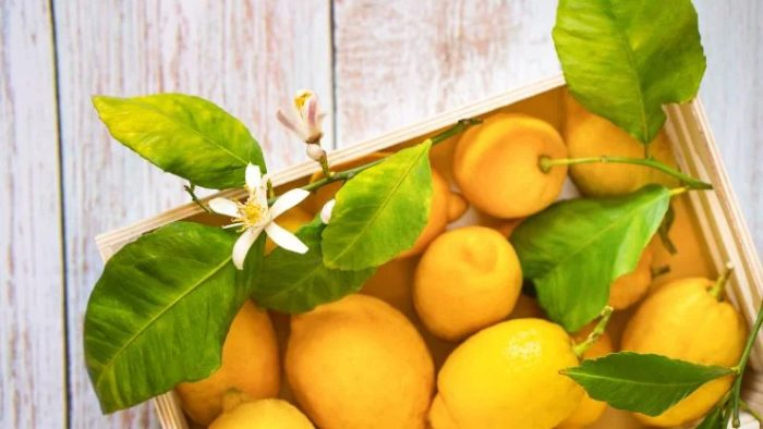 Citronové listy: jak je používat při vaření a i mimo něj!